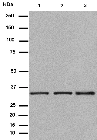Western blot - Anti-Syntaxin 4 antibody [EPR15473] (AB184545)