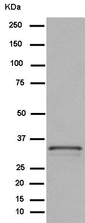 Western blot - Anti-Syntaxin 4 antibody [EPR15473] (AB184545)