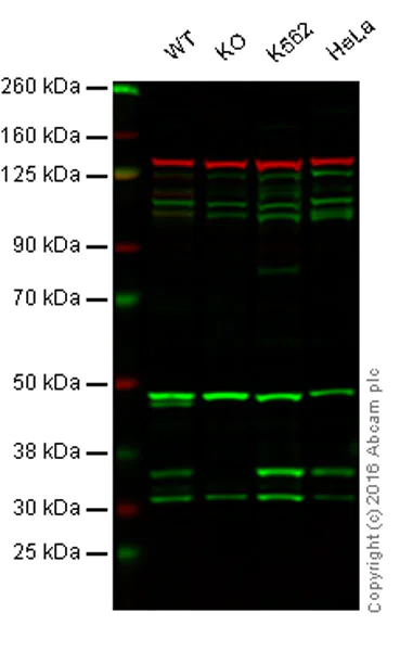 Western blot - Anti-Syntaxin 4 antibody [EPR15473] - BSA and Azide free (AB242403)