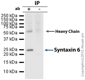 Immunoprecipitation - Anti-Syntaxin 6 antibody [3D10] - Golgi Membrane Marker (AB12370)