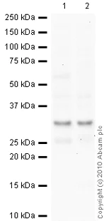 Western blot - Anti-Syntaxin 6 antibody [3D10] - Golgi Membrane Marker (AB12370)
