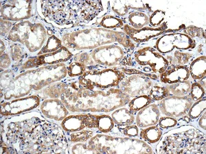 Immunohistochemistry (Formalin/PFA-fixed paraffin-embedded sections) - Anti-Syntaxin 6 antibody [EP7665] - Golgi Membrane Marker (AB140607)