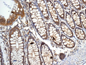Immunohistochemistry (Formalin/PFA-fixed paraffin-embedded sections) - Anti-Syntaxin 6 antibody [EP7665] - Golgi Membrane Marker (AB140607)