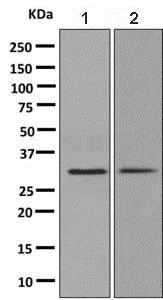 Western blot - Anti-Syntaxin 6 antibody [EP7665] - Golgi Membrane Marker (AB140607)