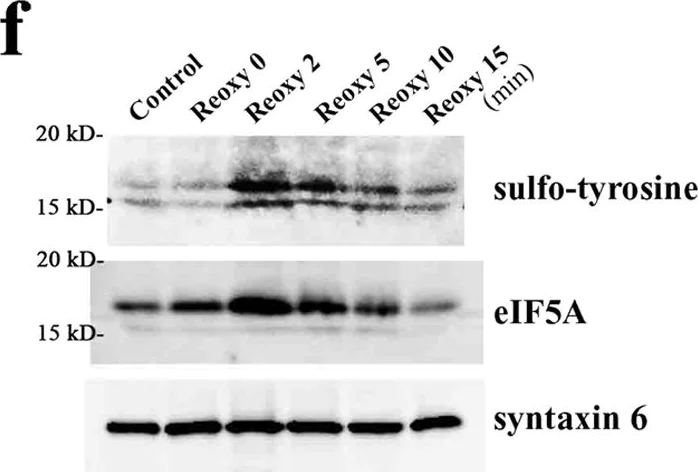 Western blot - Anti-Syntaxin 6 antibody [EP7665] - Golgi Membrane Marker (AB140607)
