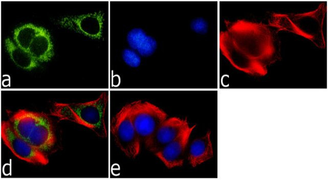 Immunocytochemistry/ Immunofluorescence - Anti-Syntaxin 6 antibody [RP23040114] - Golgi Membrane Marker (AB313440), expandable thumbnail