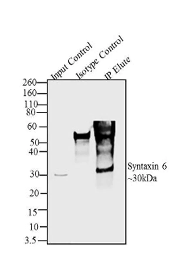 Immunoprecipitation - Anti-Syntaxin 6 antibody [RP23040114] - Golgi Membrane Marker (AB313440)