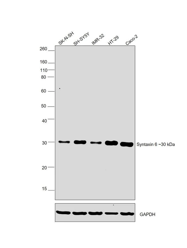 Western blot - Anti-Syntaxin 6 antibody [RP23040114] - Golgi Membrane Marker (AB313440)