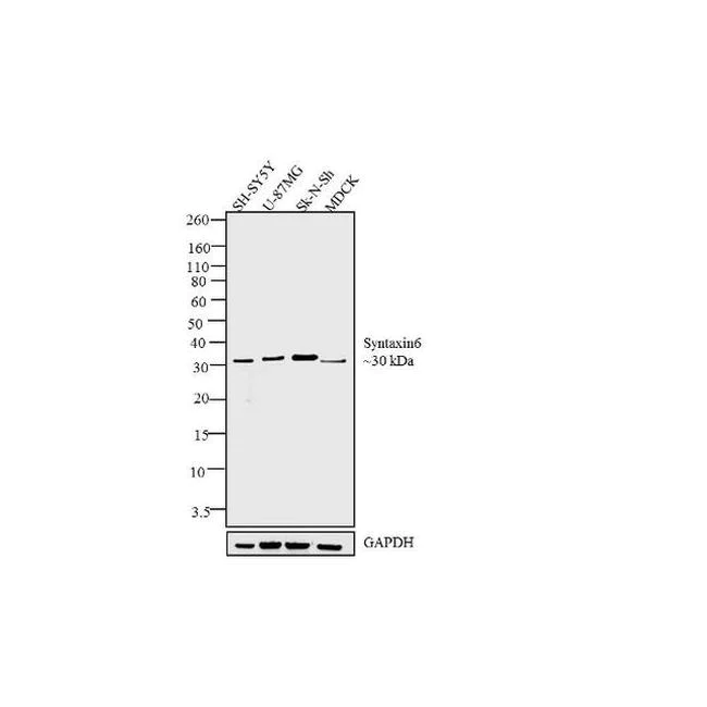 Western blot - Anti-Syntaxin 6 antibody [RP23040114] - Golgi Membrane Marker (AB313440)