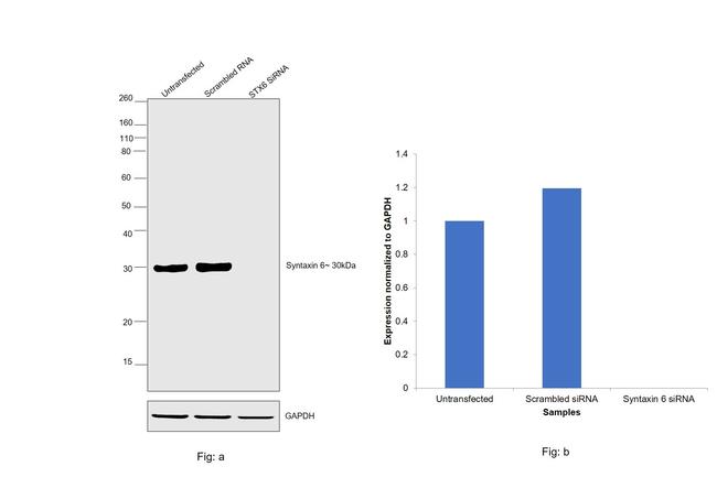 Western blot - Anti-Syntaxin 6 antibody [RP23040114] - Golgi Membrane Marker (AB313440), expandable thumbnail