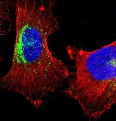 Immunocytochemistry/ Immunofluorescence - Anti-Syntaxin 7 antibody (AB224223)
