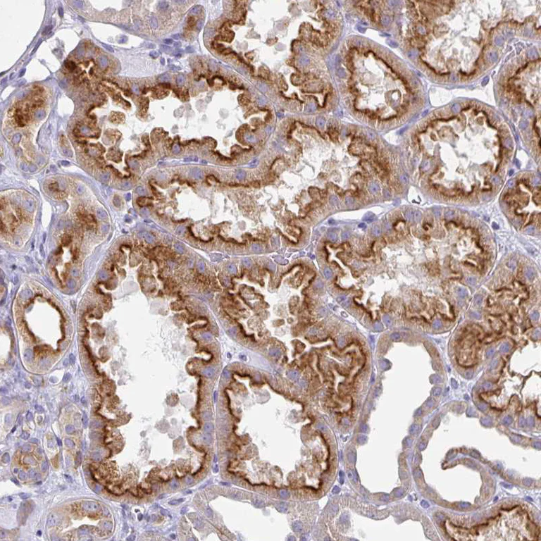 Immunohistochemistry (Formalin/PFA-fixed paraffin-embedded sections) - Anti-Syntaxin 7 antibody (AB224223)
