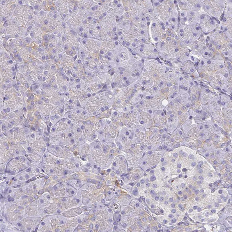 Immunohistochemistry (Formalin/PFA-fixed paraffin-embedded sections) - Anti-Syntaxin 7 antibody (AB224223)