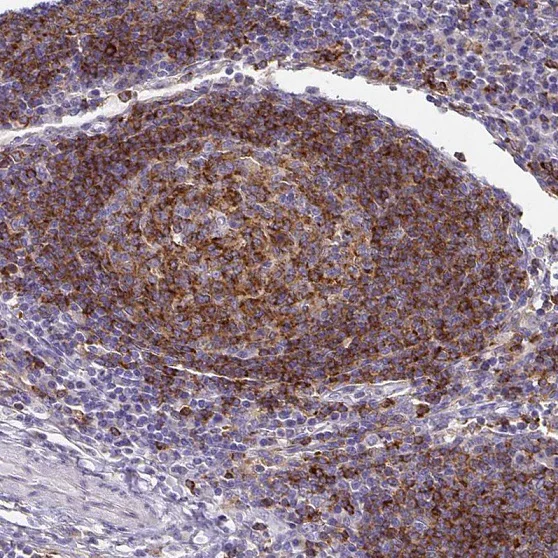 Immunohistochemistry (Formalin/PFA-fixed paraffin-embedded sections) - Anti-Syntaxin 7 antibody (AB224223)