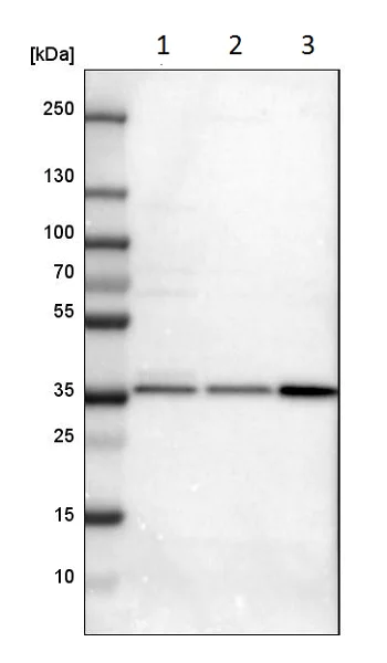 Western blot - Anti-Syntaxin 7 antibody (AB224223)