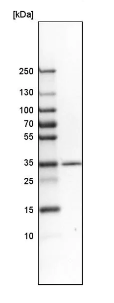 Western blot - Anti-Syntaxin 7 antibody (AB224223)