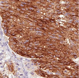 Immunohistochemistry (Formalin/PFA-fixed paraffin-embedded sections) - Anti-Syntaxin 7 antibody [CL0257] (AB211461)