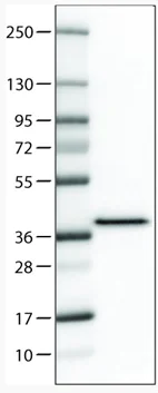 Western blot - Anti-Syntaxin 7 antibody [CL0257] (AB211461)