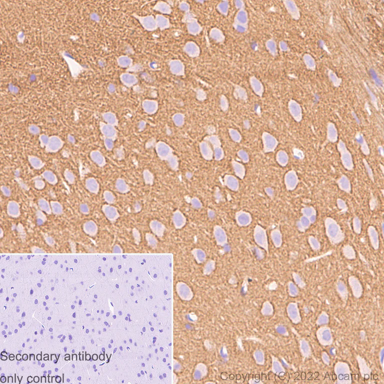 Immunohistochemistry (Formalin/PFA-fixed paraffin-embedded sections) - Anti-Syntaxin antibody [EPR15139(B)] (AB188583)