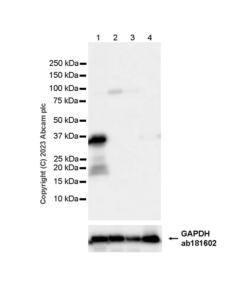 Western blot - Anti-Syntaxin antibody [EPR15139(B)] (AB188583)