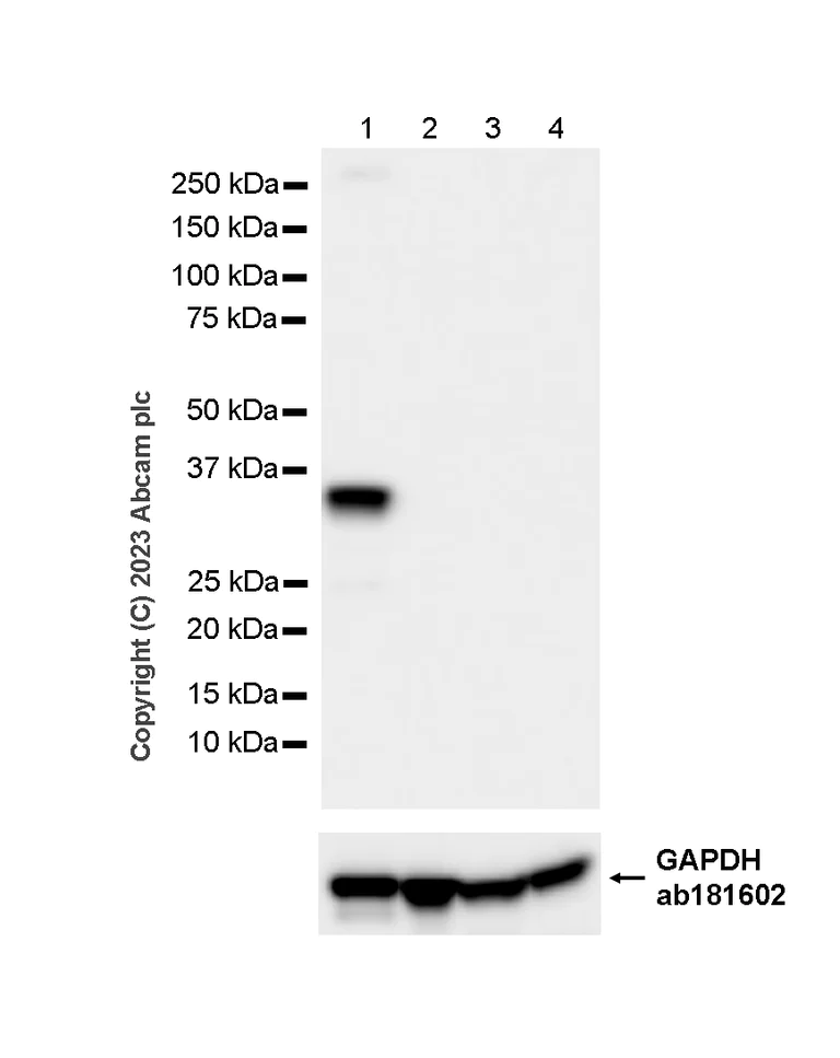 Western blot - Anti-Syntaxin antibody [EPR15139(B)] (AB188583)