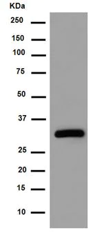 Western blot - Anti-Syntaxin antibody [EPR15139(B)] (AB188583)