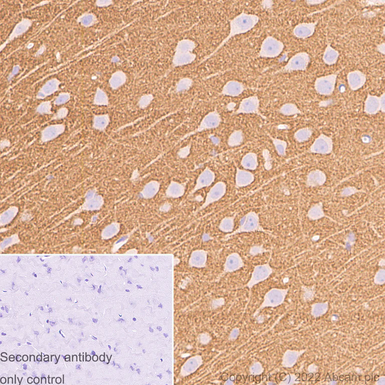 Immunocytochemistry/ Immunofluorescence - Anti-Syntaxin antibody [EPR15139(B)] - BSA and Azide free (AB250975)