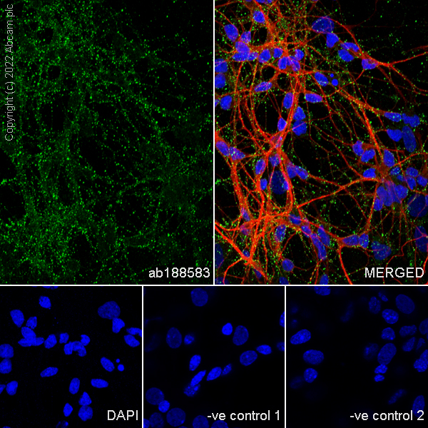 Immunocytochemistry/ Immunofluorescence - Anti-Syntaxin antibody [EPR15139(B)] - BSA and Azide free (ab250975), expandable thumbnail