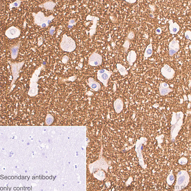 Immunohistochemistry (Formalin/PFA-fixed paraffin-embedded sections) - Anti-Syntaxin antibody [EPR15139(B)] - BSA and Azide free (AB250975)