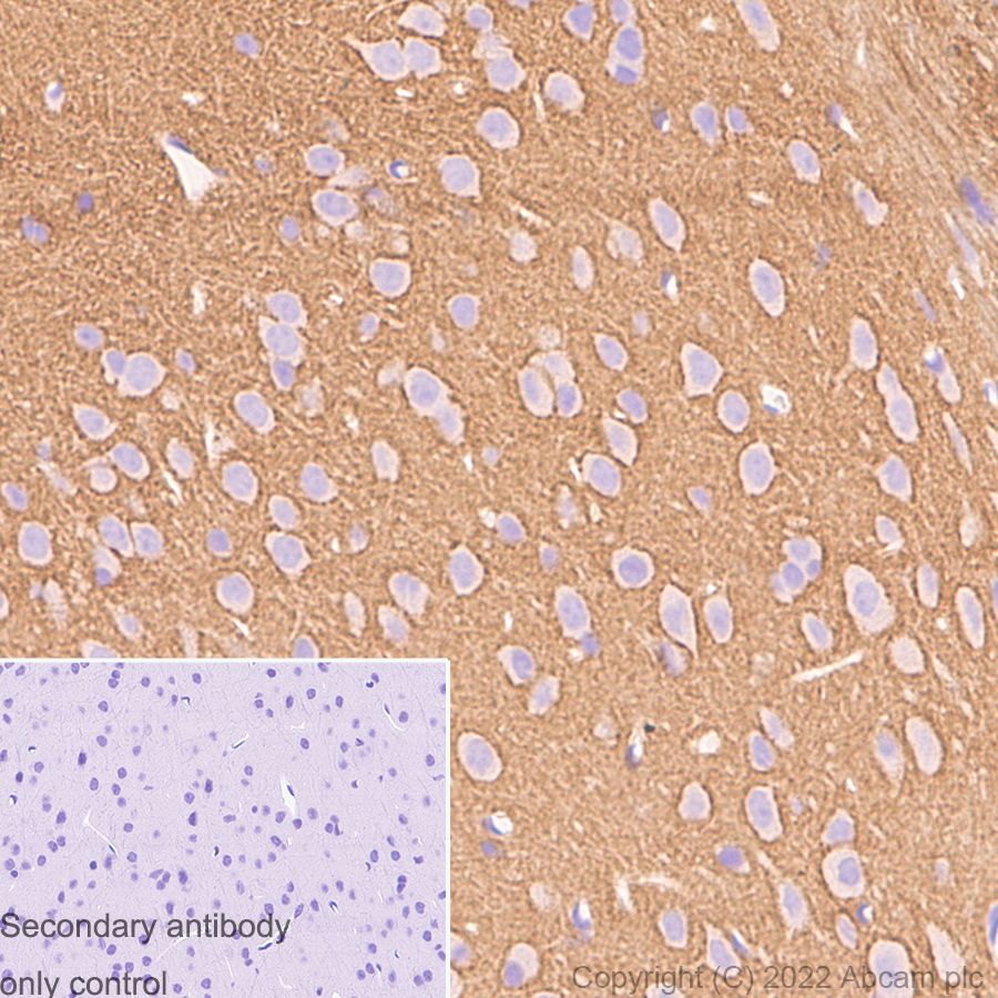 Immunohistochemistry (Formalin/PFA-fixed paraffin-embedded sections) - Anti-Syntaxin antibody [EPR15139(B)] - BSA and Azide free (ab250975), expandable thumbnail