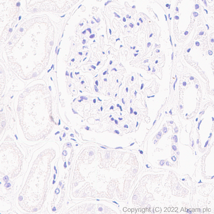 Immunohistochemistry (Formalin/PFA-fixed paraffin-embedded sections) - Anti-Syntaxin antibody [EPR15139(B)] - BSA and Azide free (ab250975), expandable thumbnail