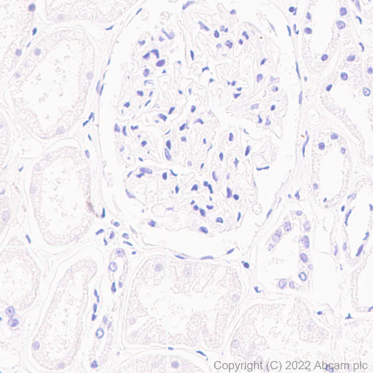 Immunohistochemistry (Formalin/PFA-fixed paraffin-embedded sections) - Anti-Syntaxin antibody [EPR15139(B)] - BSA and Azide free (AB250975)