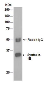 Immunoprecipitation - Anti-Syntaxin antibody [EPR15139(B)] - BSA and Azide free (AB250975), expandable thumbnail