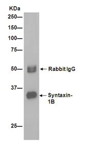 Immunoprecipitation - Anti-Syntaxin antibody [EPR15139(B)] - BSA and Azide free (AB250975)