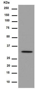 Western blot - Anti-Syntaxin antibody [EPR15139(B)] - BSA and Azide free (AB250975), expandable thumbnail