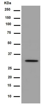 Western blot - Anti-Syntaxin antibody [EPR15139(B)] - BSA and Azide free (AB250975)