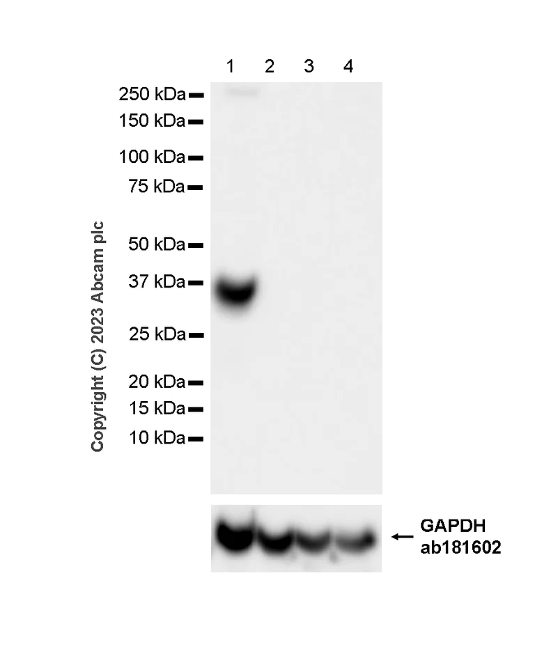 Western blot - Anti-Syntaxin antibody [EPR15139(B)] - BSA and Azide free (AB250975)