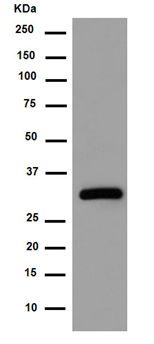 Western blot - Anti-Syntaxin antibody [EPR15139(B)] - BSA and Azide free (AB250975), expandable thumbnail