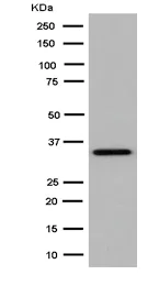 Western blot - Anti-Syntaxin antibody [EPR15140(B)] - BSA and Azide free (AB250696)