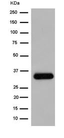 Western blot - Anti-Syntaxin antibody [EPR15140(B)] - BSA and Azide free (AB250696)