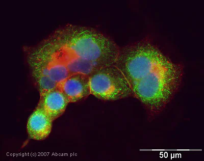 Immunocytochemistry/ Immunofluorescence - Anti-Syntenin antibody (AB19903)