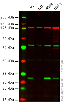Western blot - Anti-Syntenin antibody (AB19903)