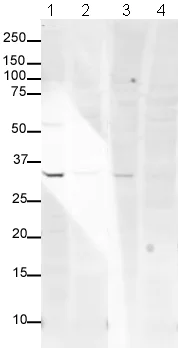 Western blot - Anti-Syntenin antibody (AB19903)