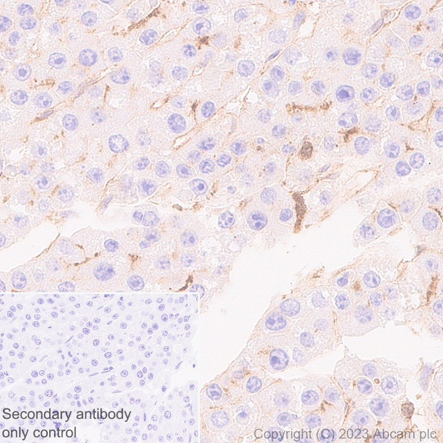 Immunohistochemistry (Formalin/PFA-fixed paraffin-embedded sections) - Anti-Syntenin antibody [EPR28604-40] (ab315342), expandable thumbnail