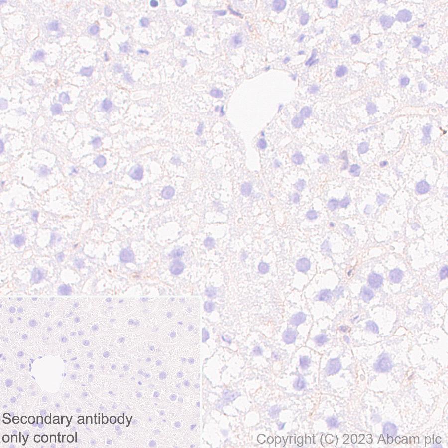 Immunohistochemistry (Formalin/PFA-fixed paraffin-embedded sections) - Anti-Syntenin antibody [EPR28604-40] (ab315342), expandable thumbnail