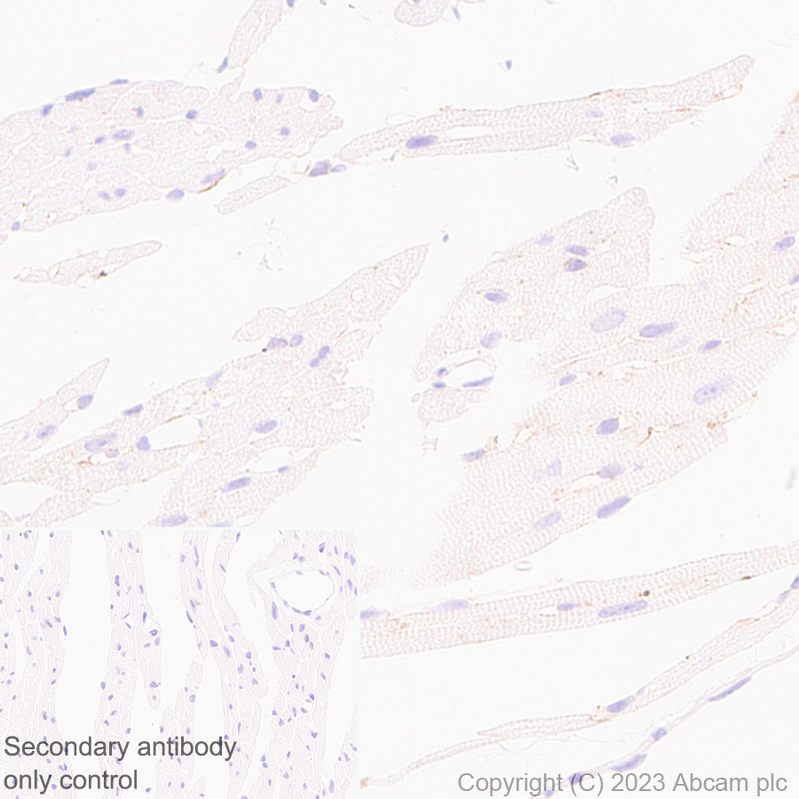 Immunohistochemistry (Formalin/PFA-fixed paraffin-embedded sections) - Anti-Syntenin antibody [EPR28604-40] (ab315342), expandable thumbnail
