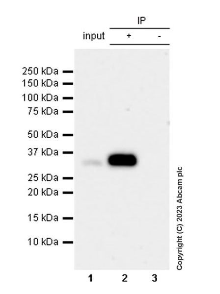 Immunoprecipitation - Anti-Syntenin antibody [EPR28604-40] (AB315342), expandable thumbnail
