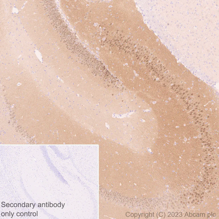 Immunohistochemistry (Formalin/PFA-fixed paraffin-embedded sections) - Anti-Syntenin antibody [EPR28604-40] - BSA and Azide free (AB315343)