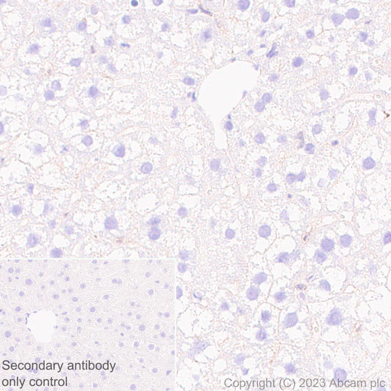 Immunohistochemistry (Formalin/PFA-fixed paraffin-embedded sections) - Anti-Syntenin antibody [EPR28604-40] - BSA and Azide free (AB315343)