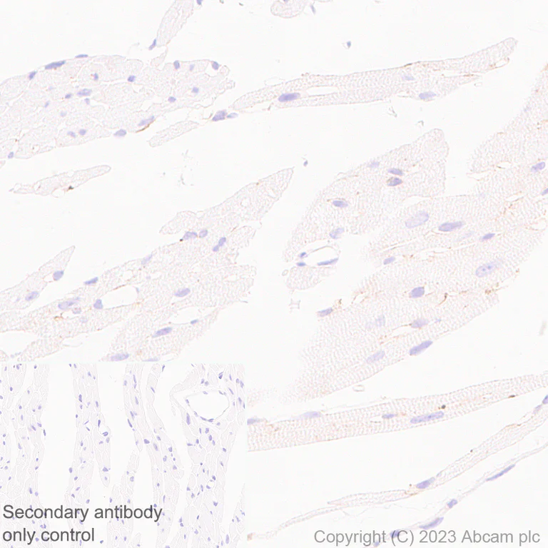 Immunohistochemistry (Formalin/PFA-fixed paraffin-embedded sections) - Anti-Syntenin antibody [EPR28604-40] - BSA and Azide free (AB315343)